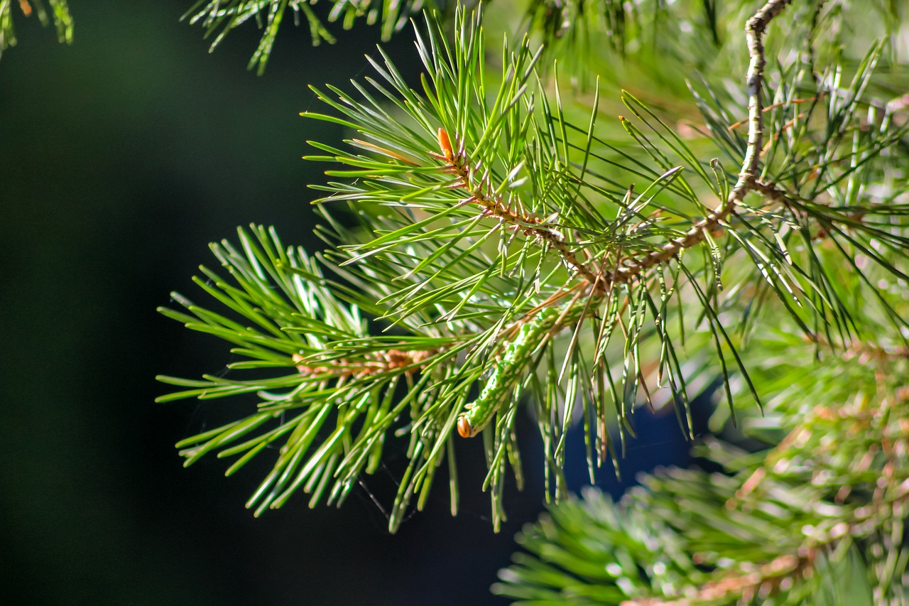 needles forest background free photo