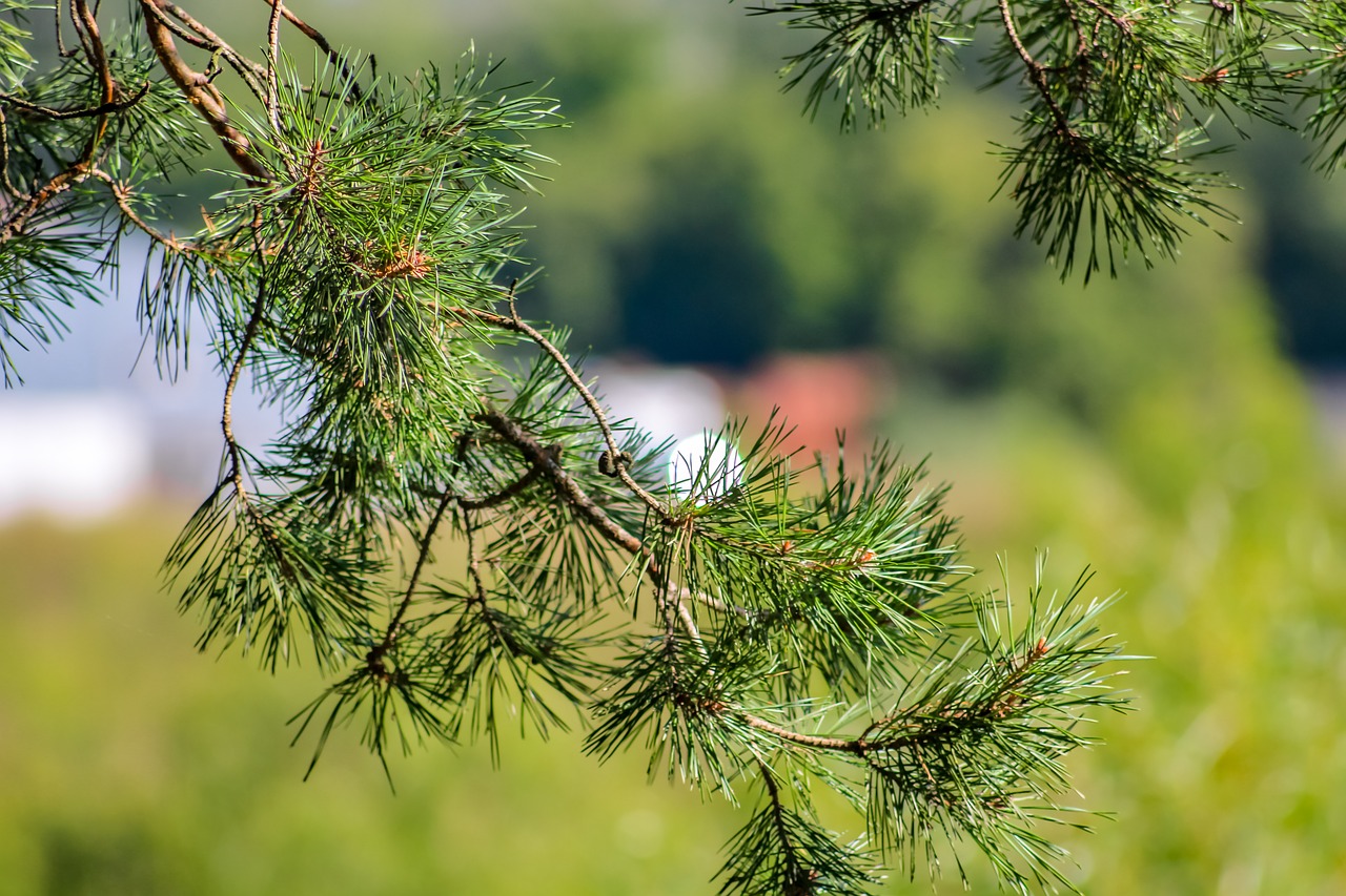 needles forest background free photo