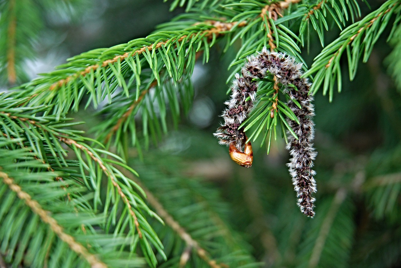 needles detail nature free photo