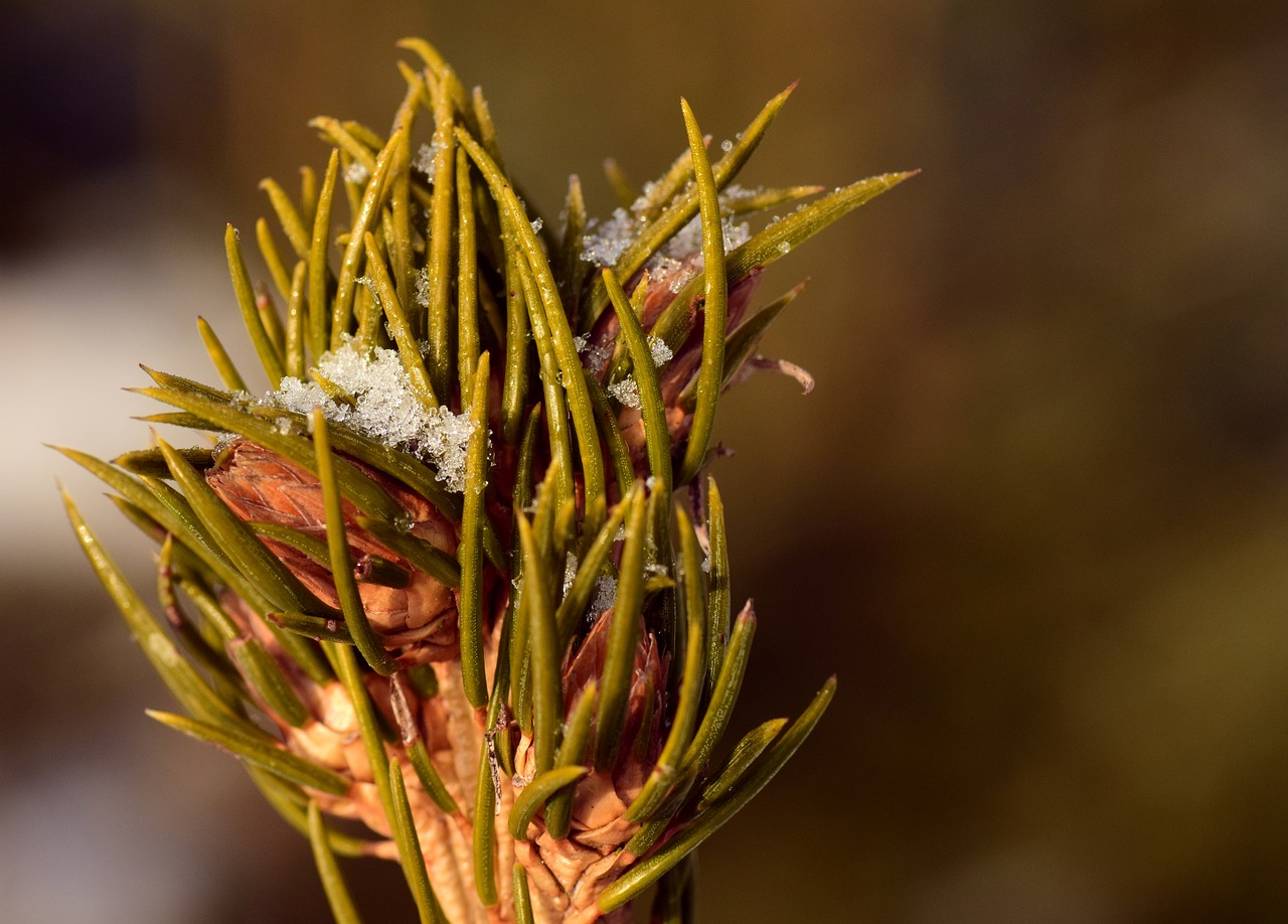 needles green winter free photo