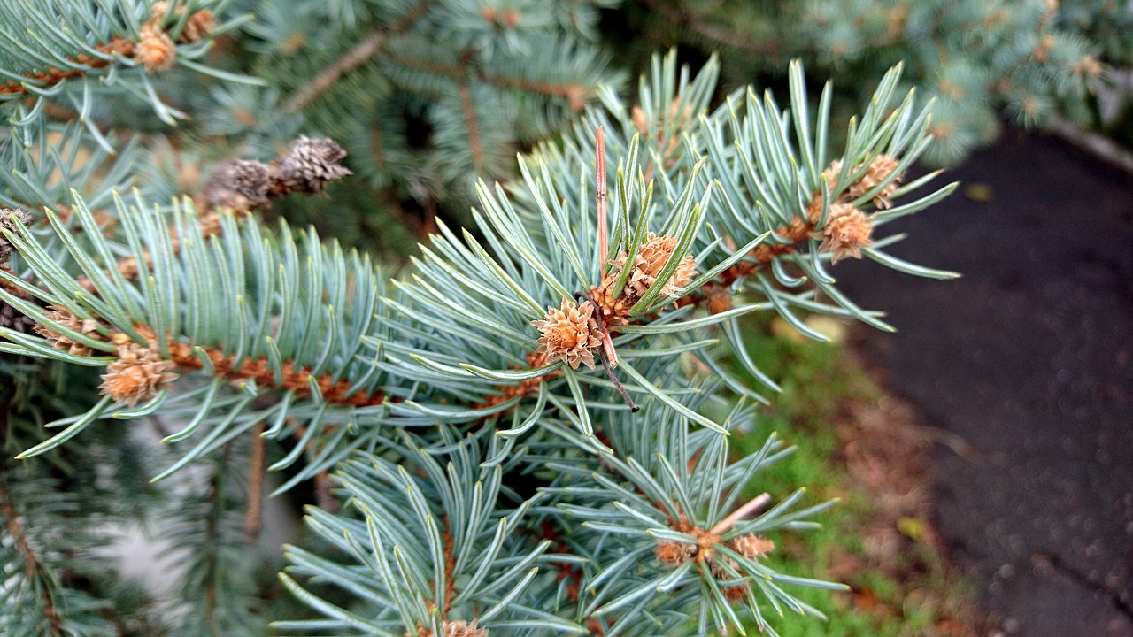 needles  pine  needle free photo