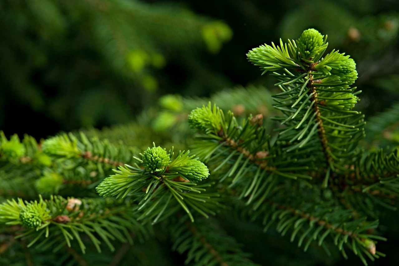 needles spruce twigs free photo