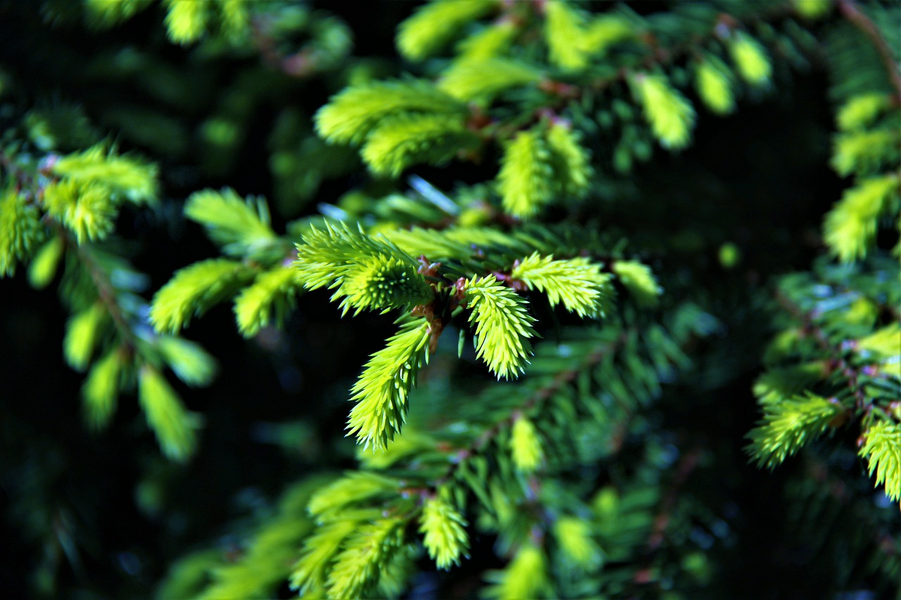 needles  green  handsomely free photo