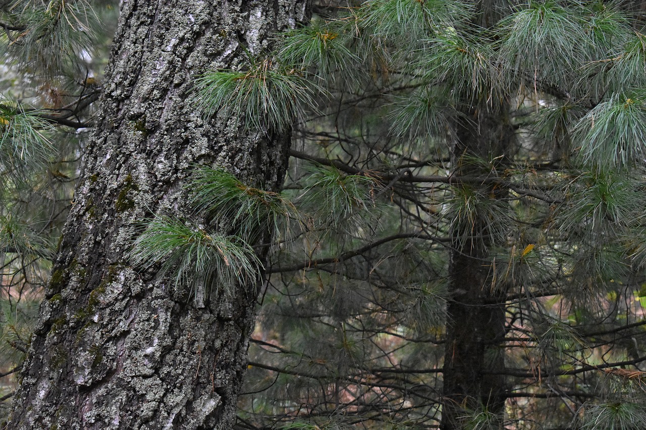 needles  tree  needle free photo