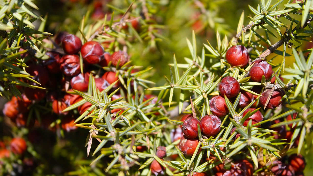 needles  forest  berry free photo