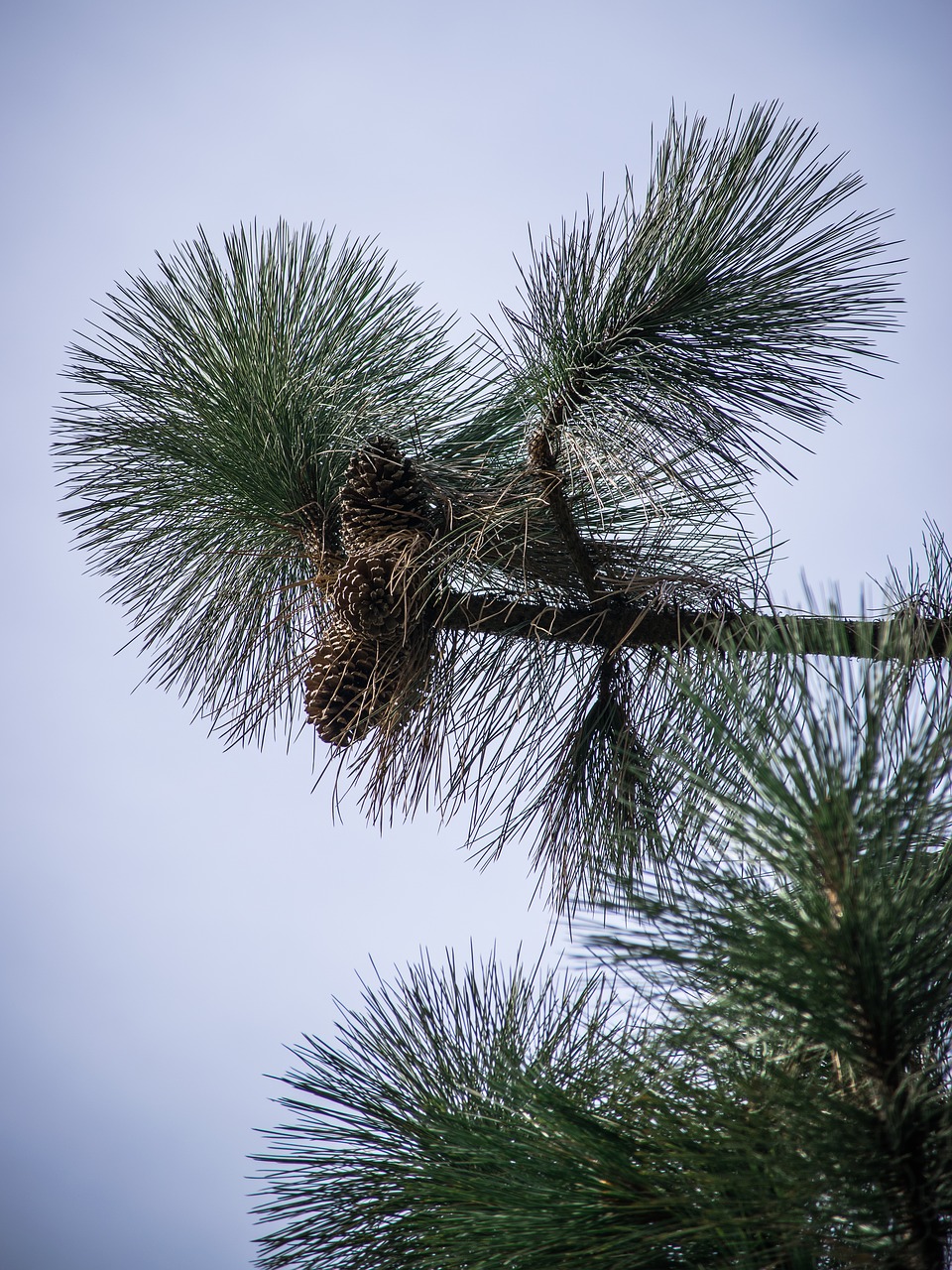 needles  pine  green free photo