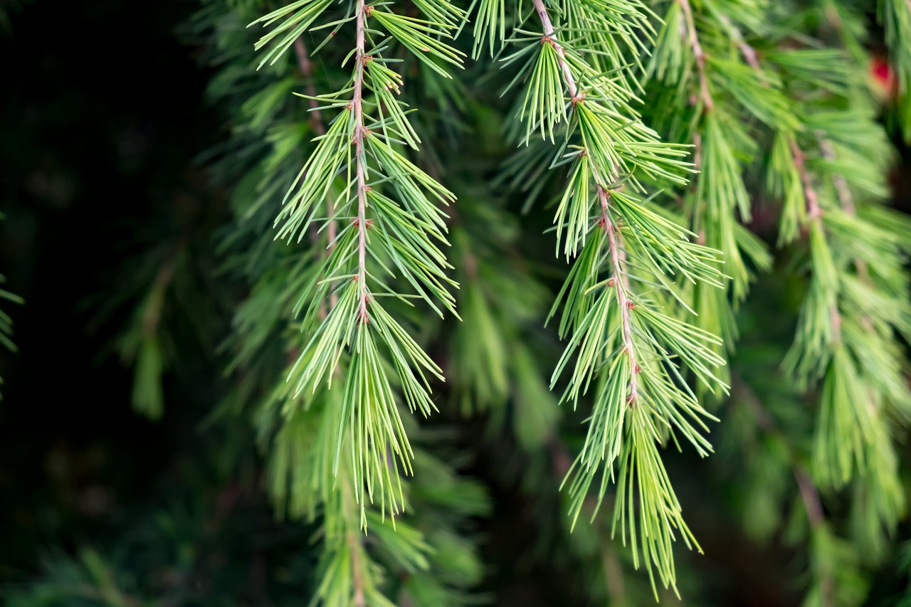 needles  tree  cedar free photo