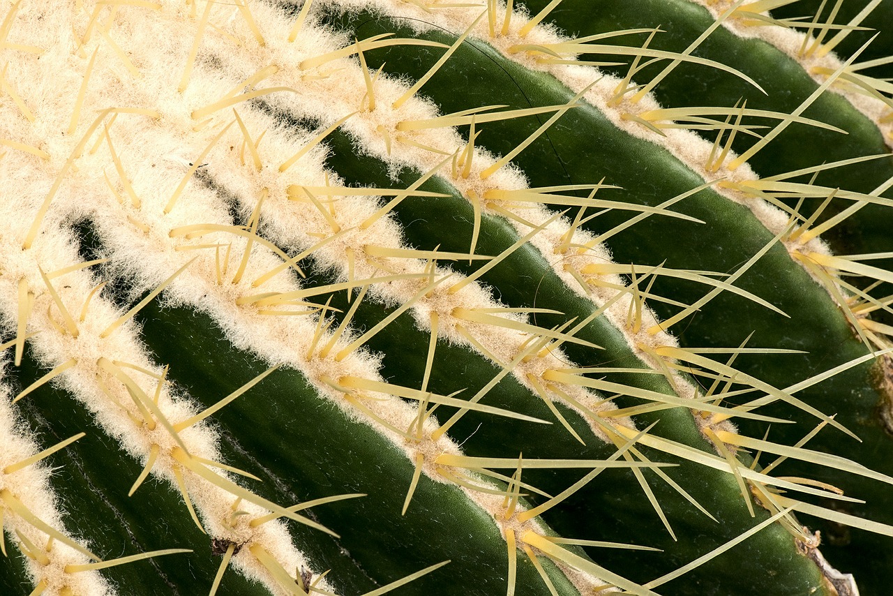 needles cactus plant free photo