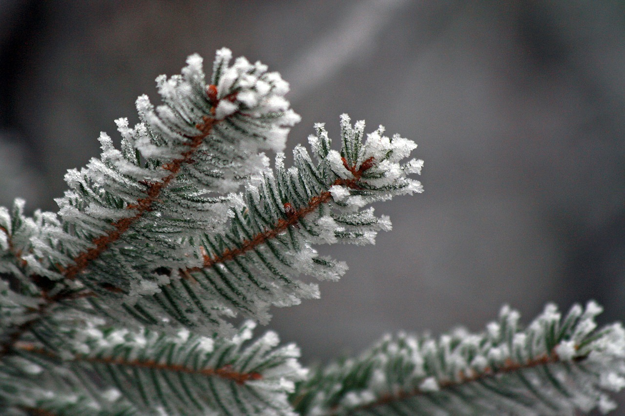 needles winter frozen free photo