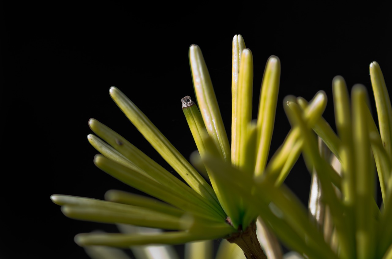 needles macro dark free photo