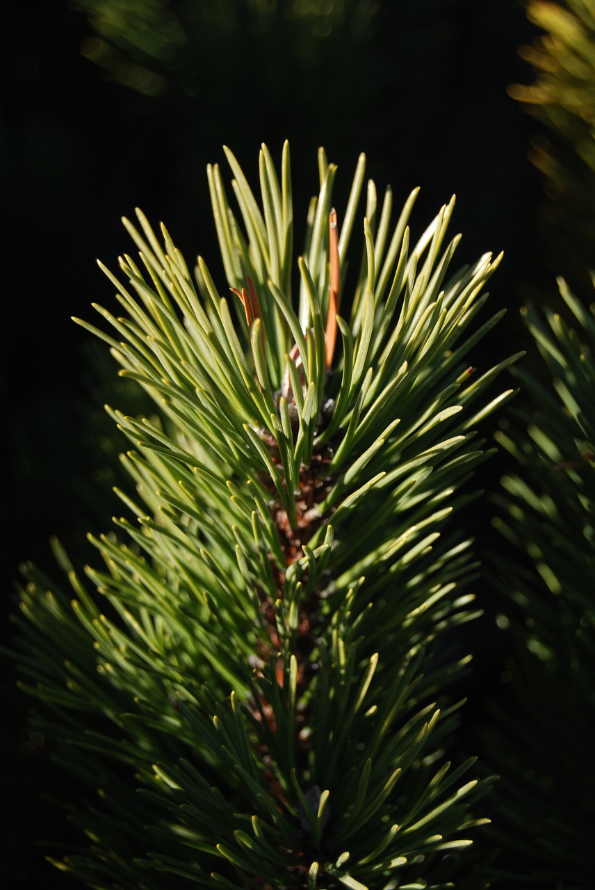 needles conifer pine free photo