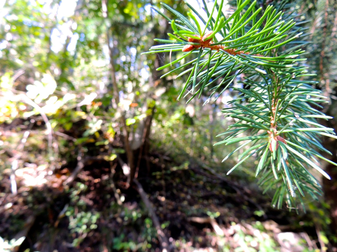 needles conifer forest free photo