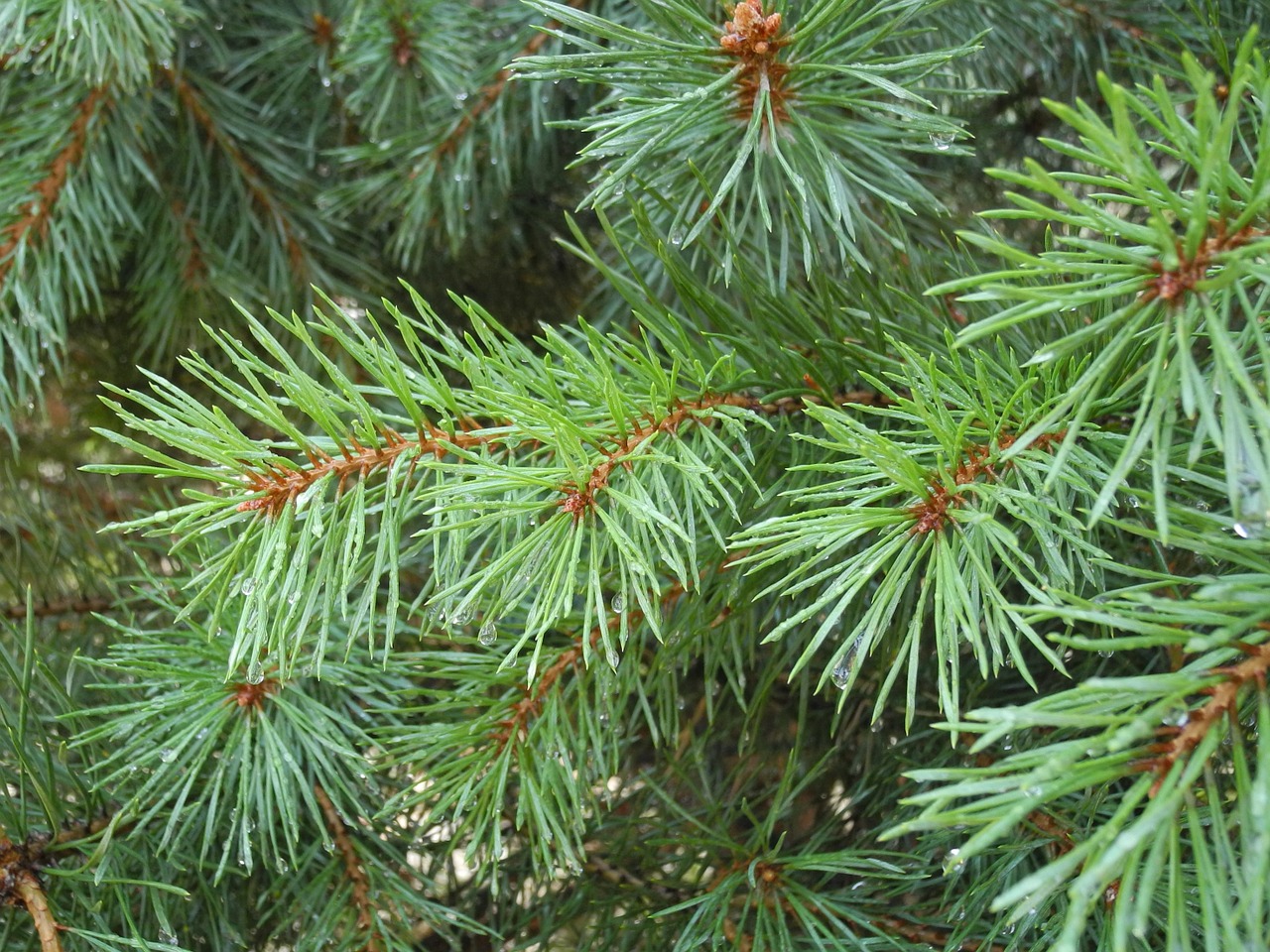 needles fir forest free photo