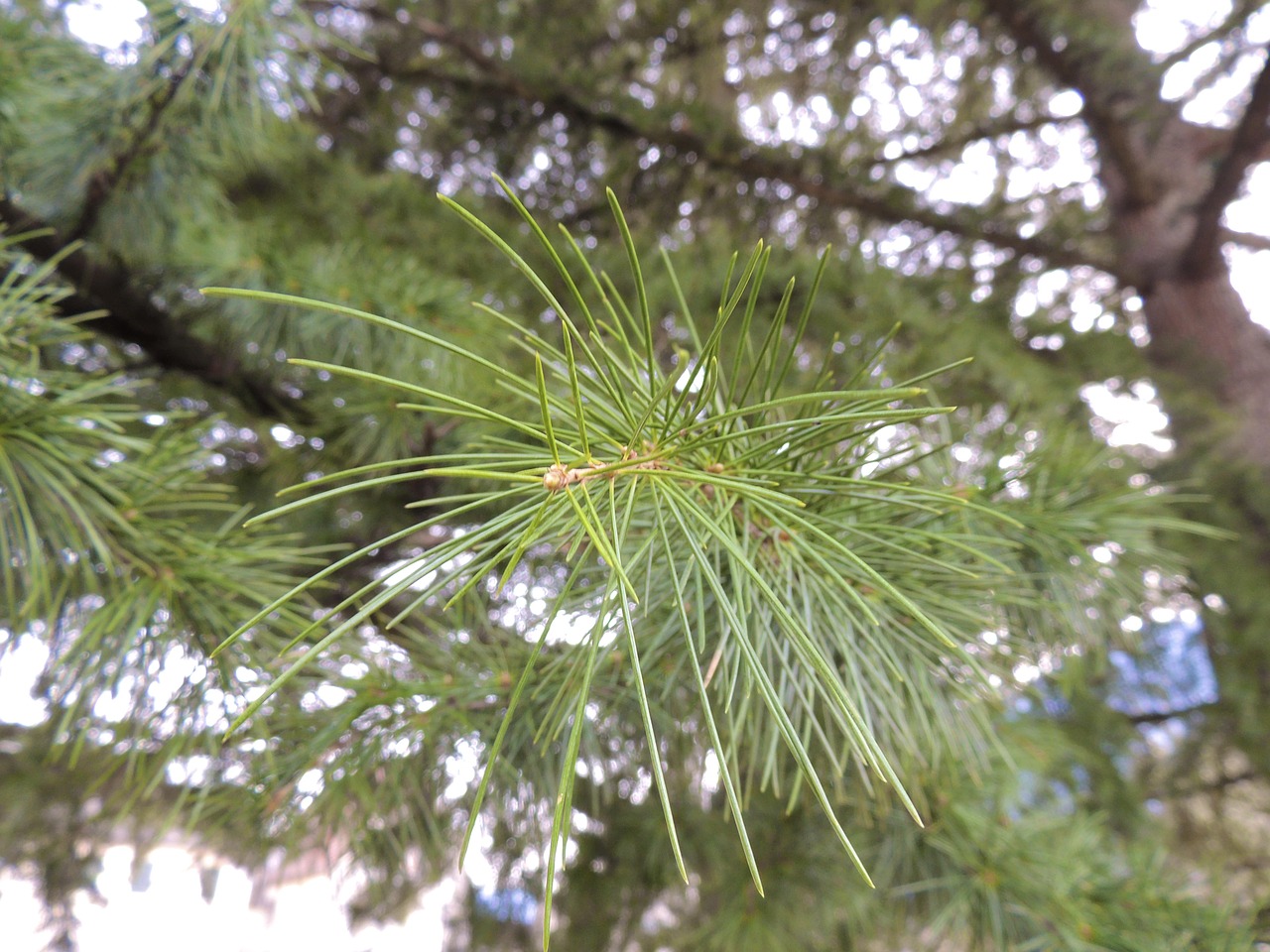 needles conifer branch free photo