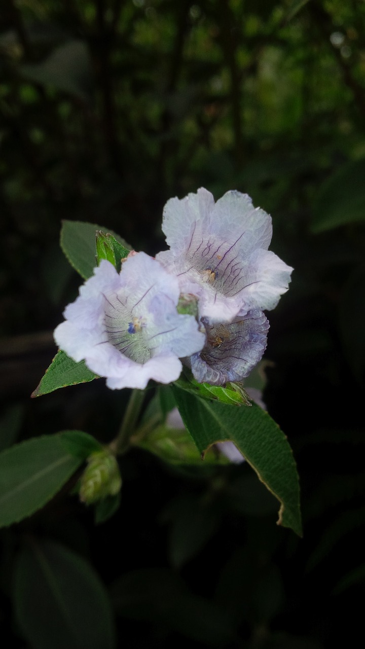 neelakurinji  flower  garden free photo