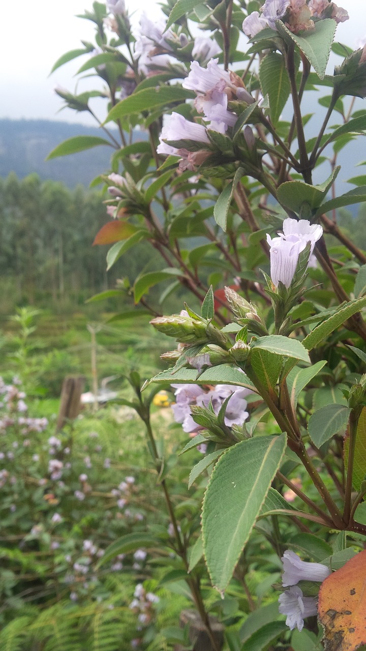 neelakurinji  munnar  kerala free photo