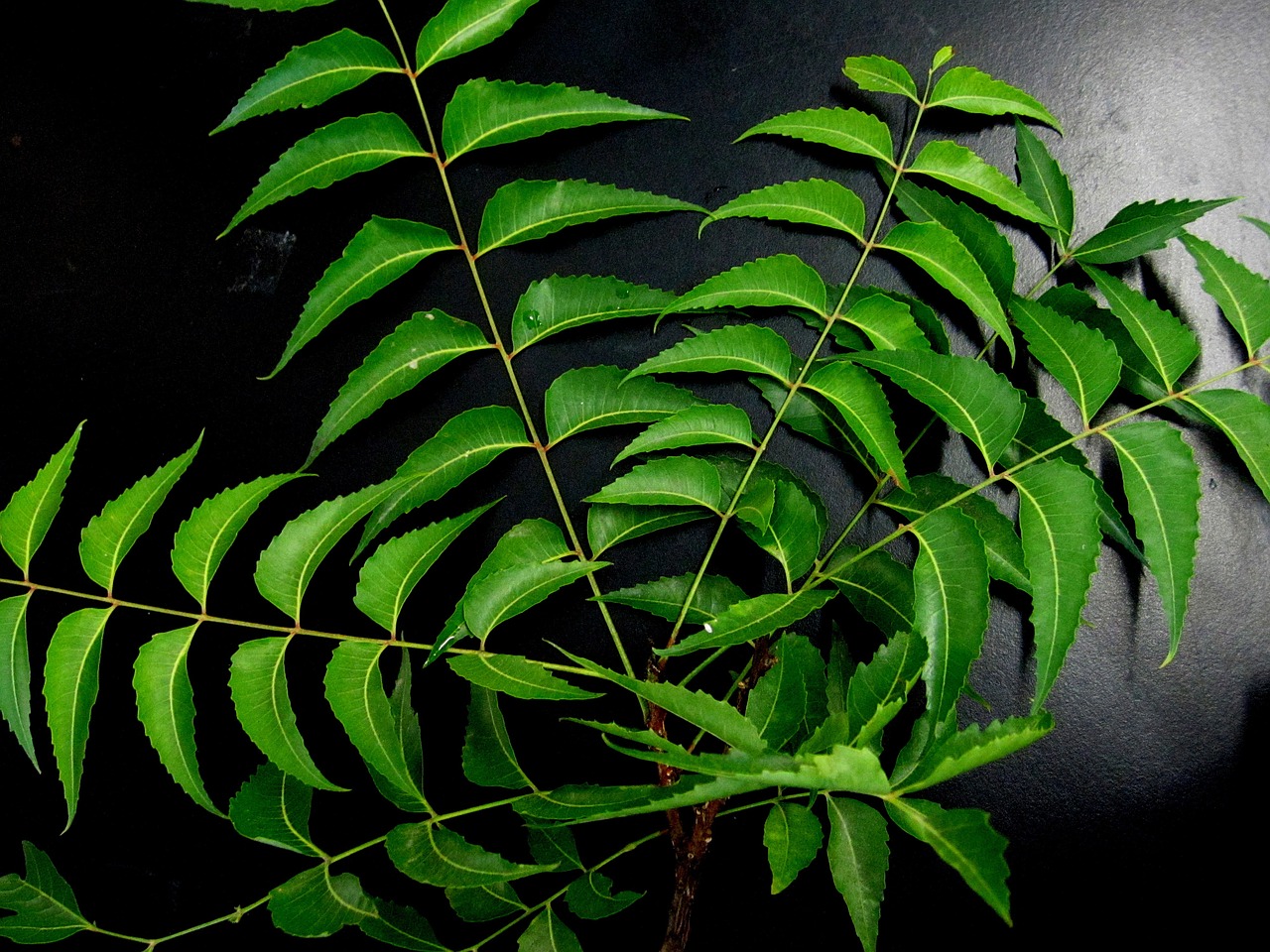 neem leaves neem herb free photo