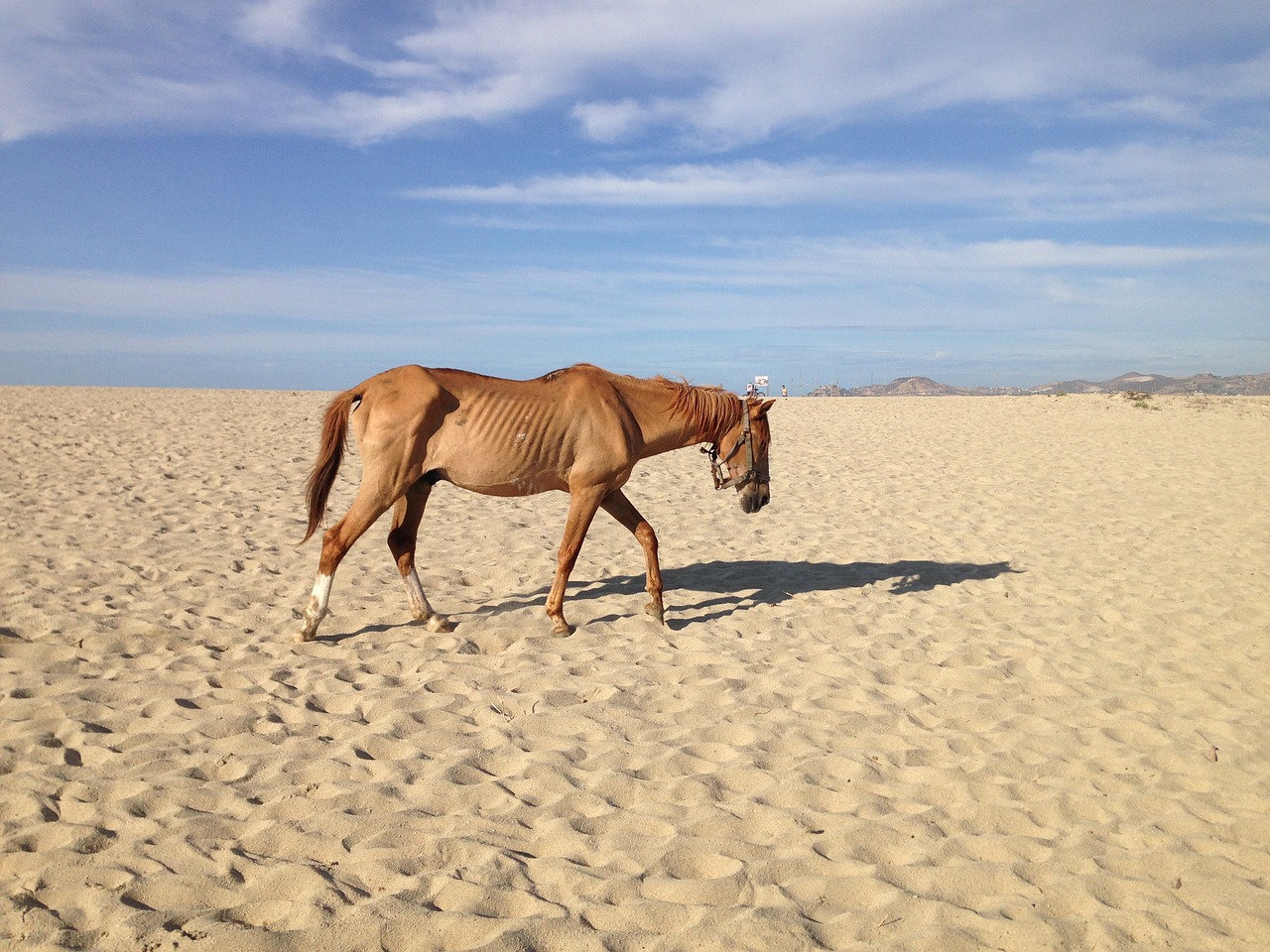 neglected horse beach desert famine free photo