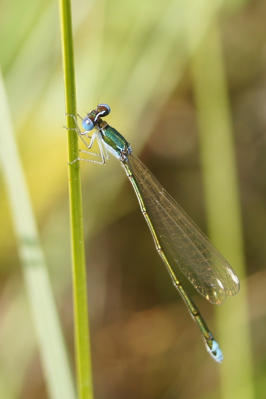 nehalennia speciosa insect dragonfly free photo