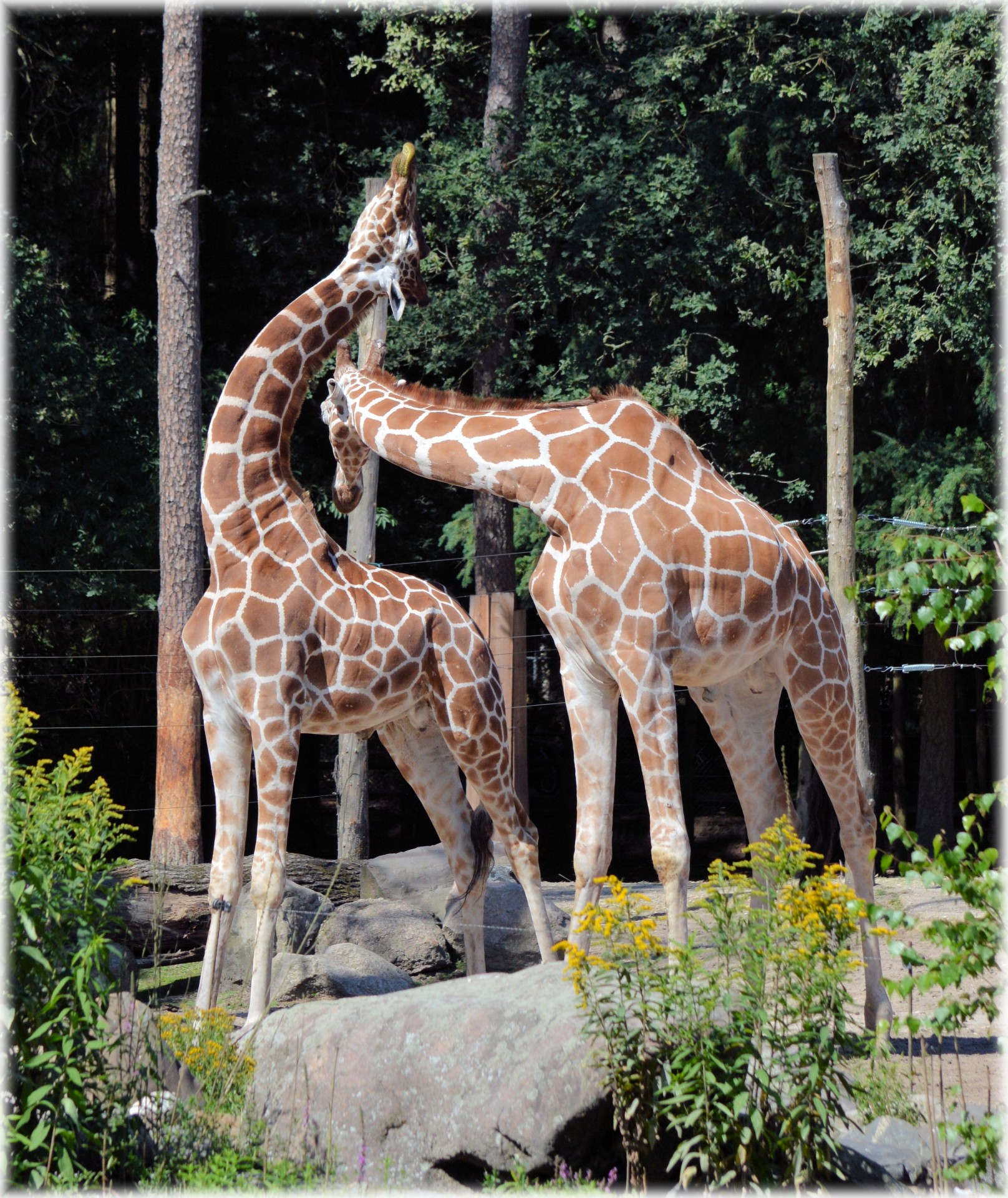 giraffe neck wrestling ruminant free photo