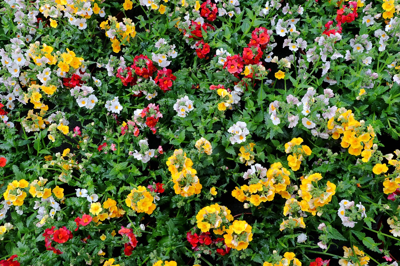 nemesia flowers colorful free photo