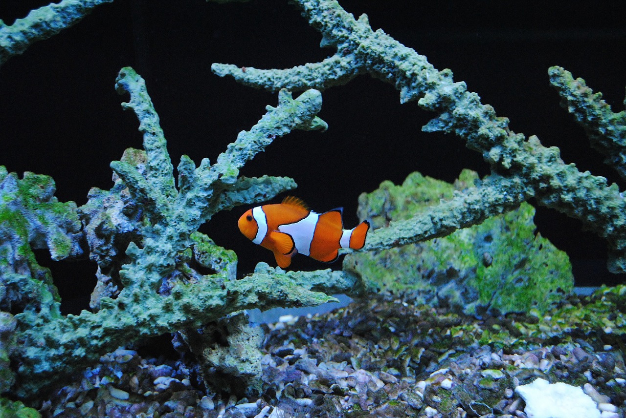 nemo clown sea fish free photo