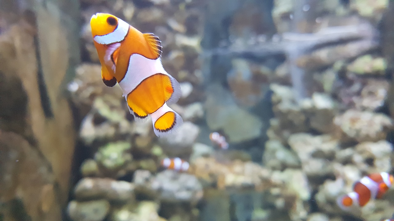 nemo clownfish aquarium free photo