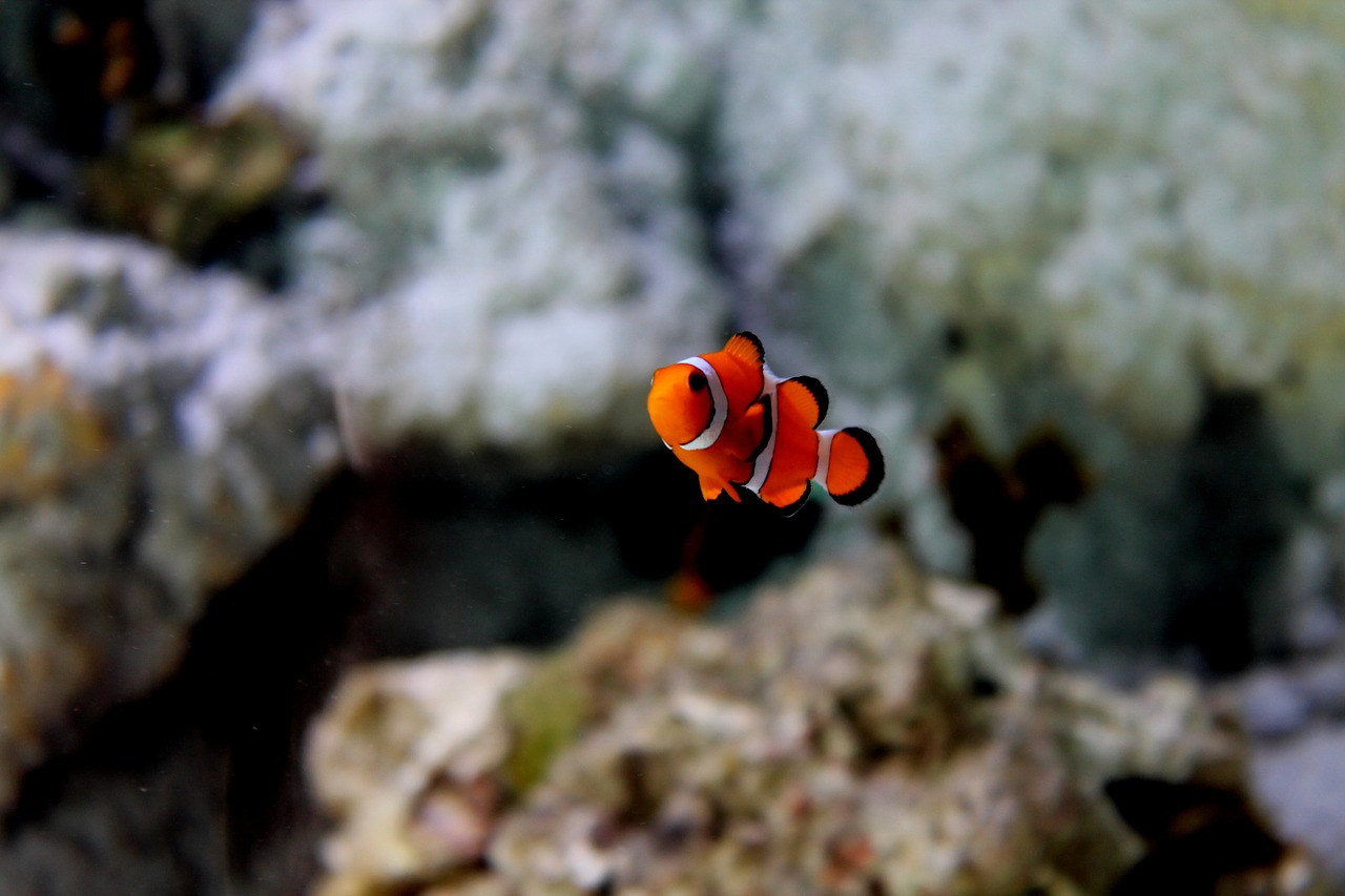 nemo fish aquarium free photo