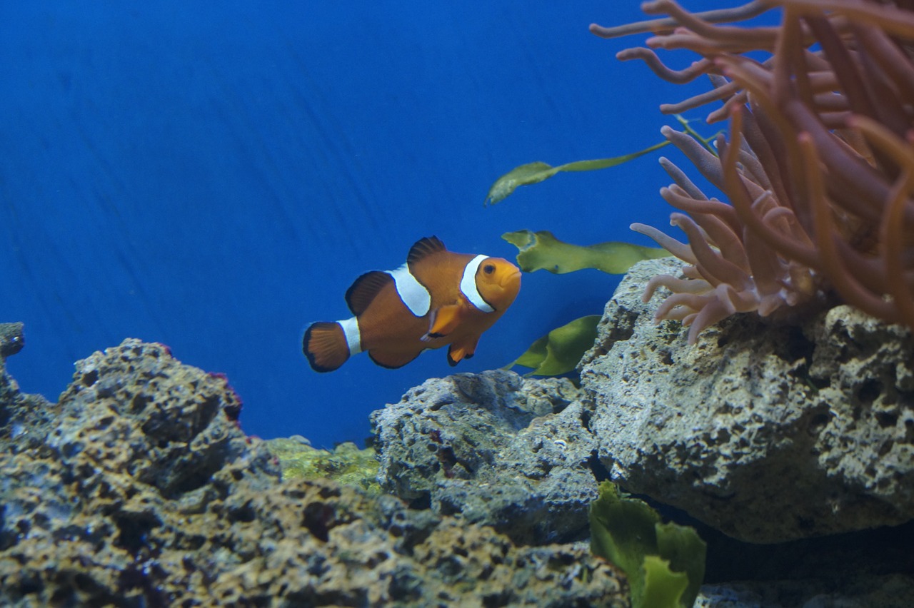 nemo aquarium clown fish free photo