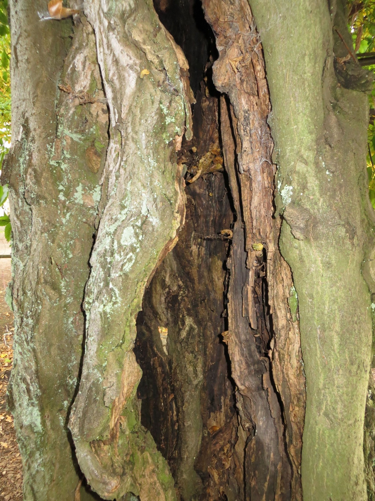 tree autumn trunk free photo