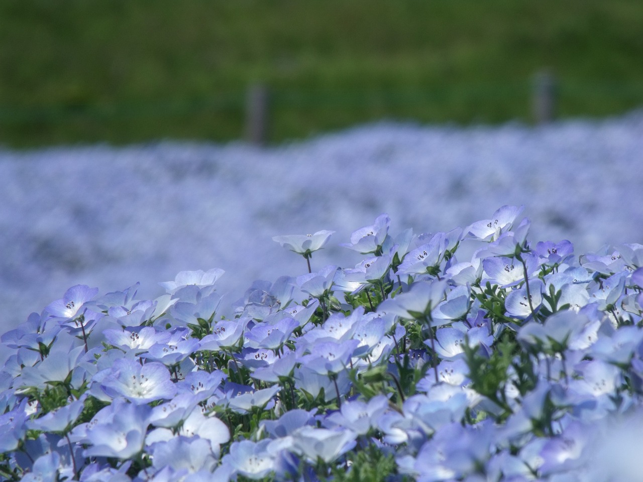 nemophila park ibaraki prefecture free photo