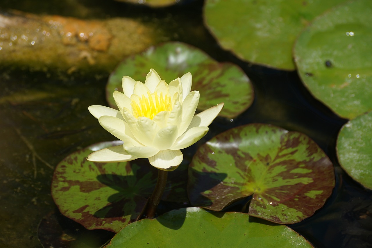 nenuphar yellow flower free photo