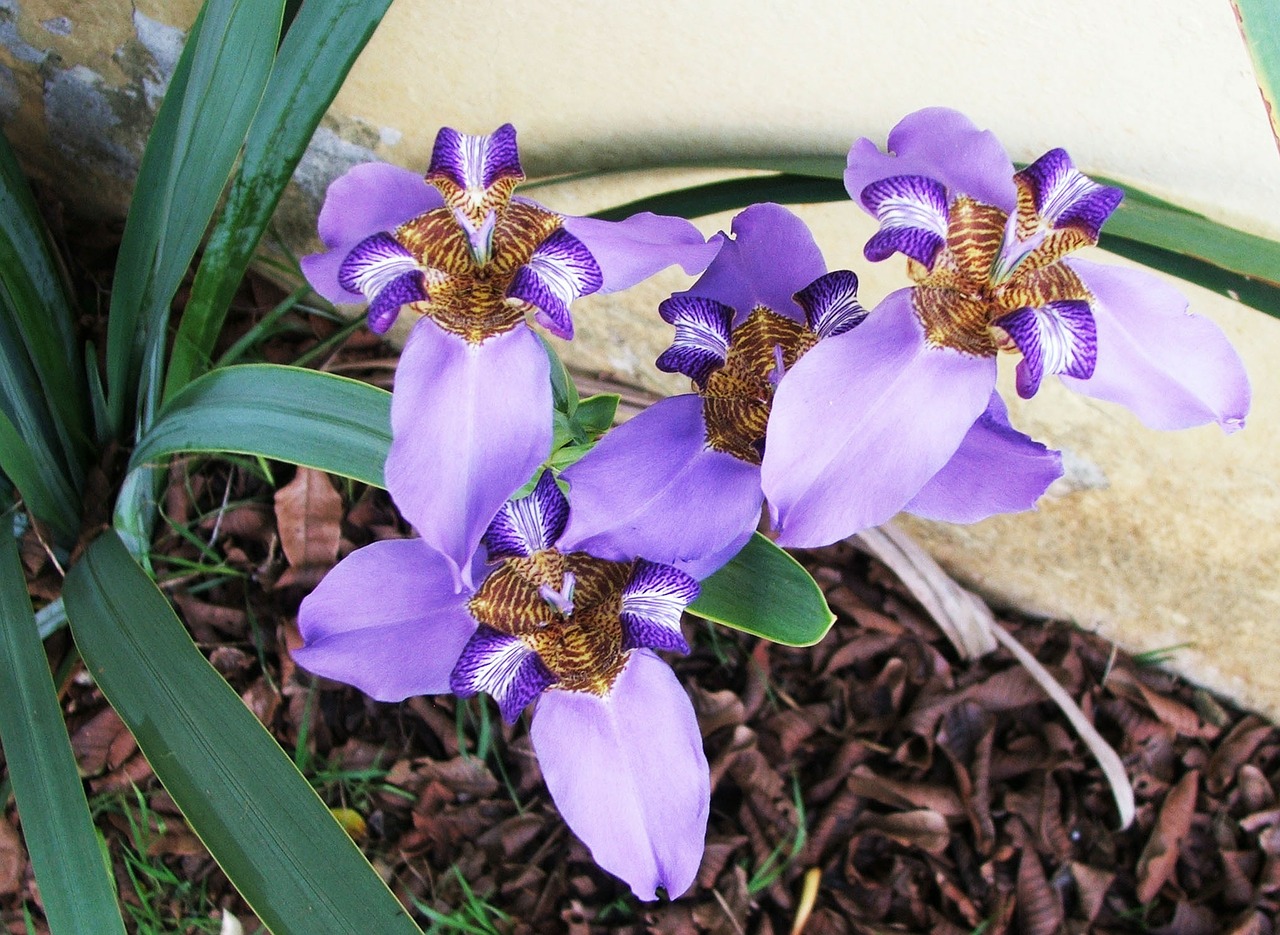 neomarica caerulea fake iris purple lily of rocks free photo