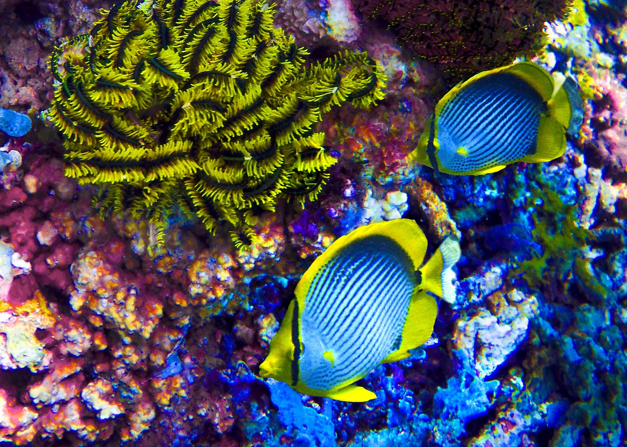 neon fish ocean fish free photo