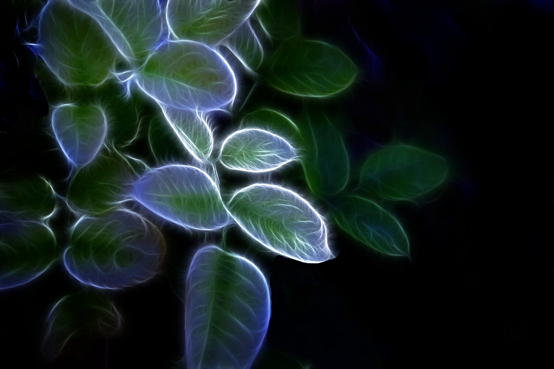 foliage glow artistic free photo