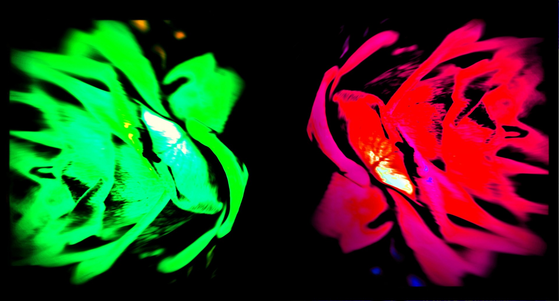 neon rose abstraction free photo