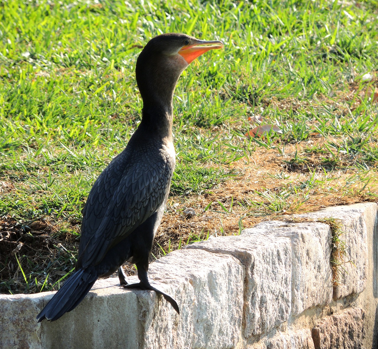 neotropic cormorant lake neotropic cormorant swimming free photo