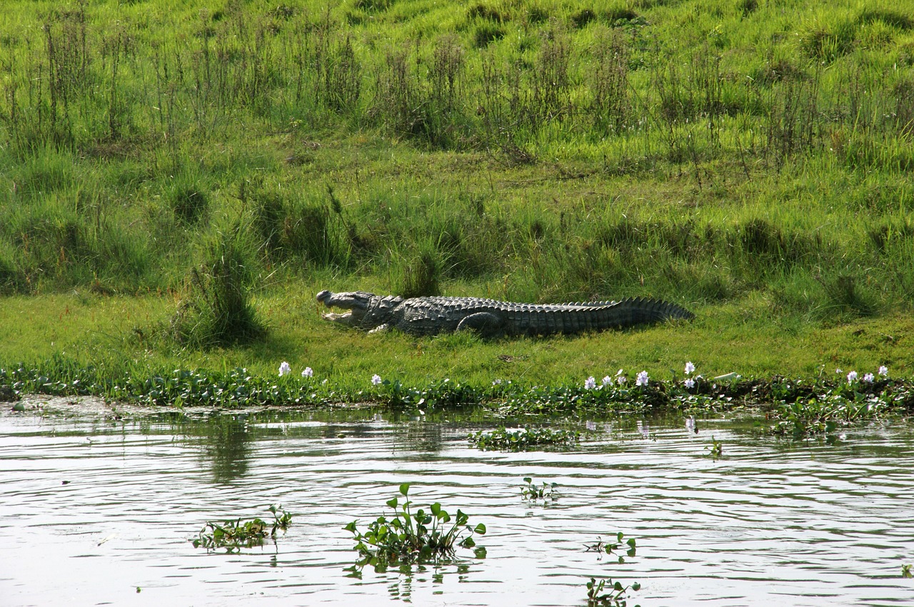 crocodile nepal chitwan free photo