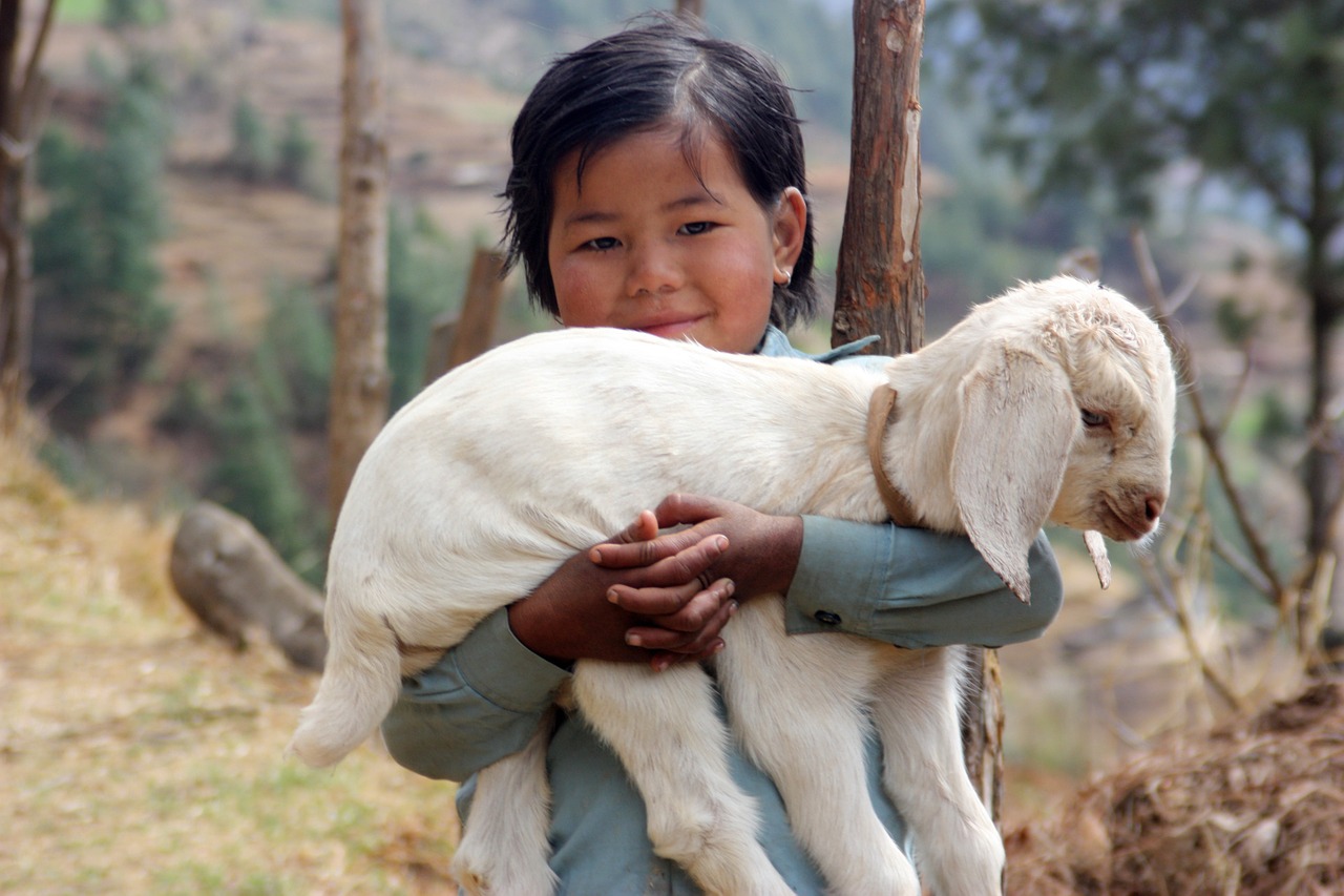 nepal lamb sherpa free photo