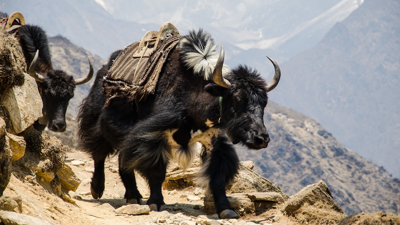 nepal the himalayas hefty free photo