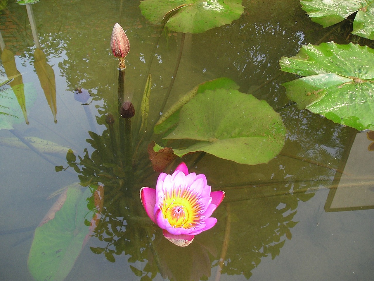 nepal lotus blossom water lily free photo