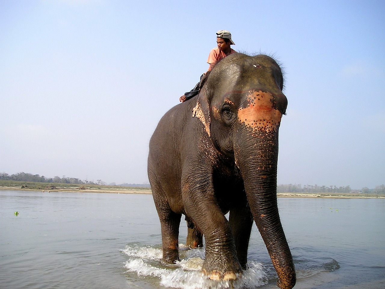 nepal elephant elephant driver free photo