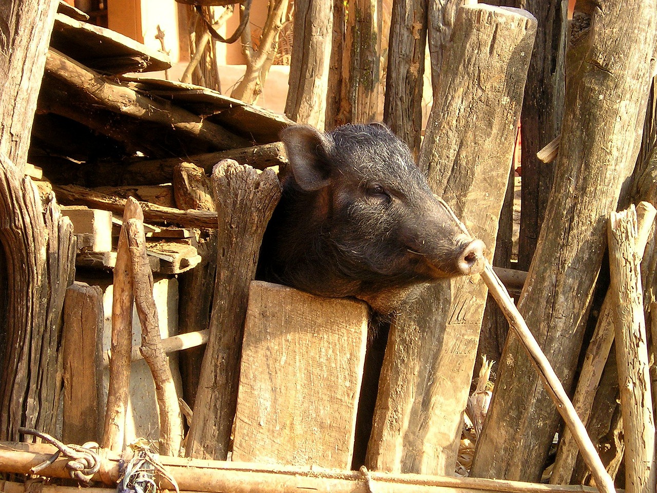 nepal pig piglet free photo