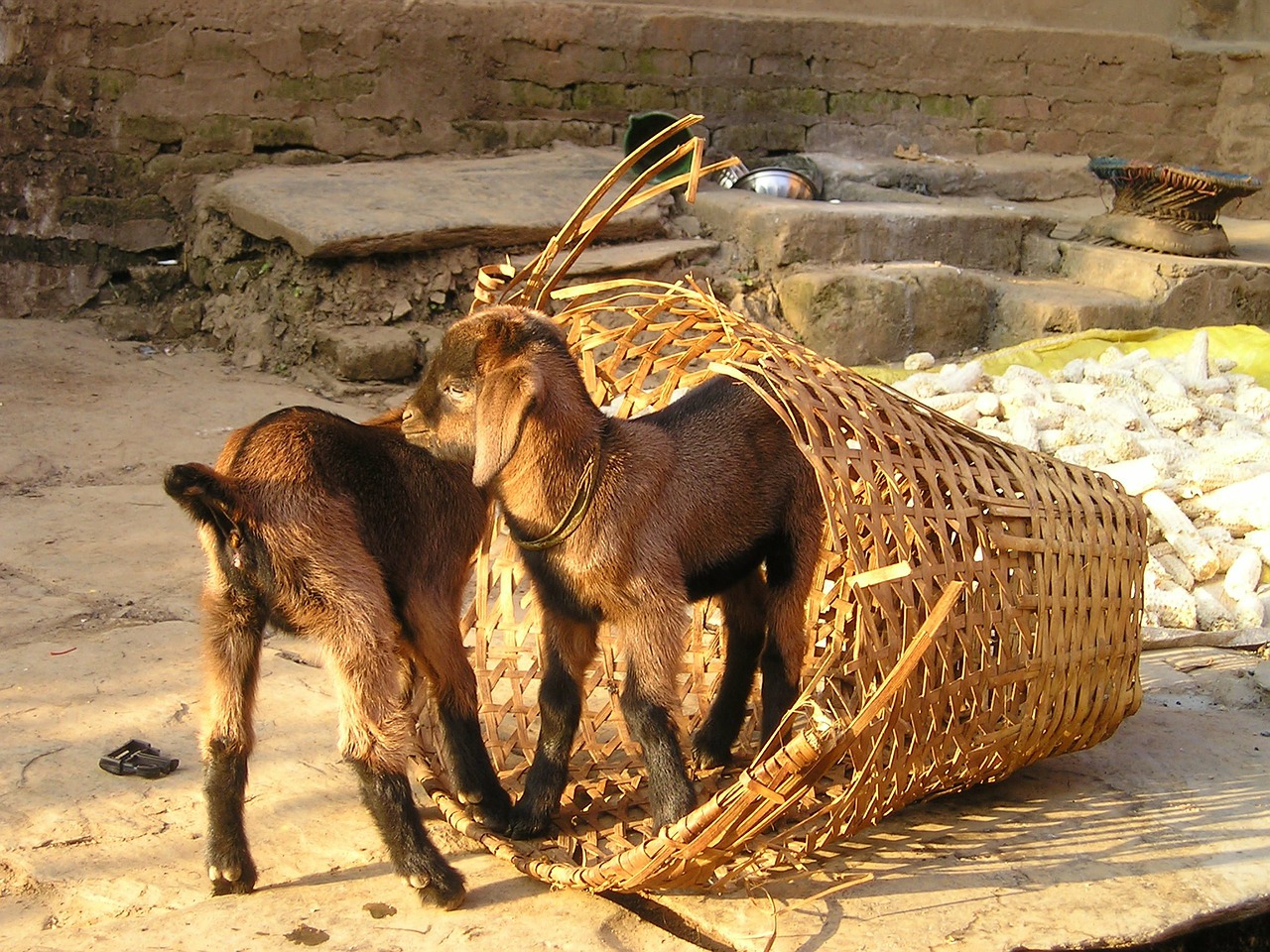 nepal goats small free photo