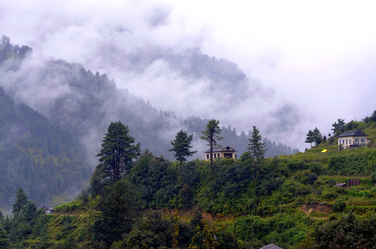 nepal  forest  nature free photo