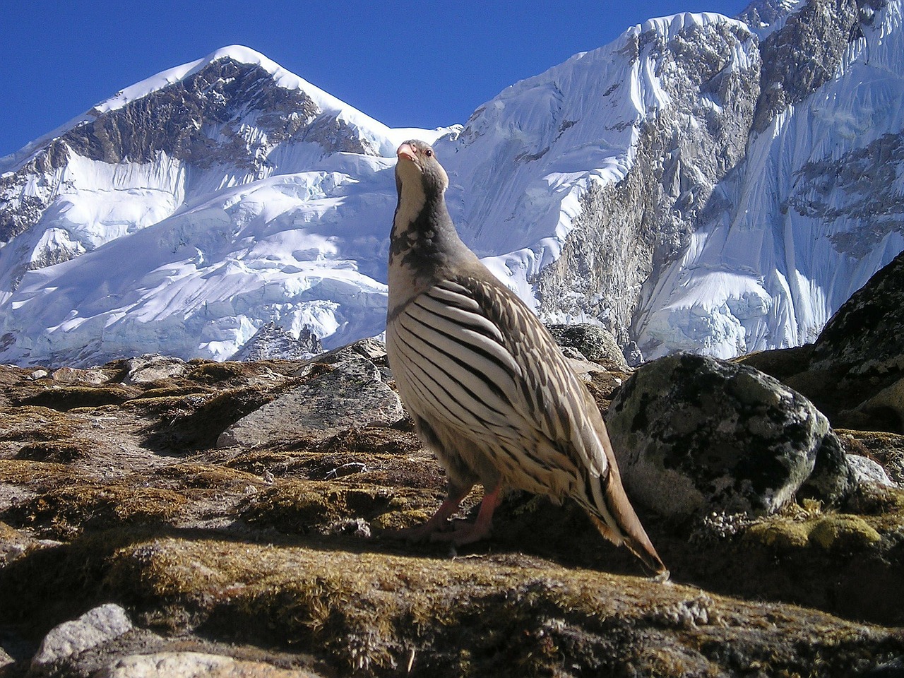 nepal himalayas bird free photo