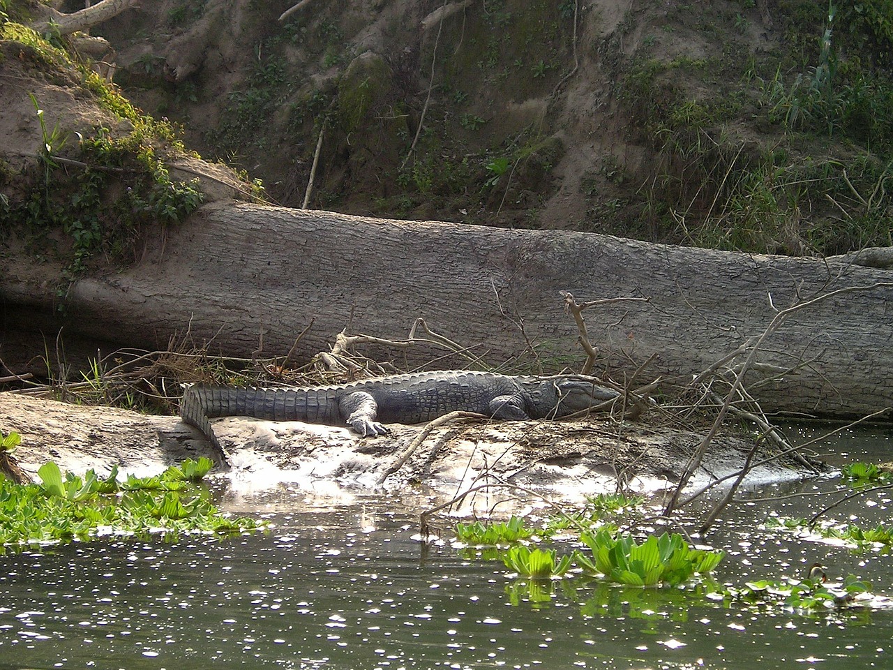 nepal aligator chitwan free photo
