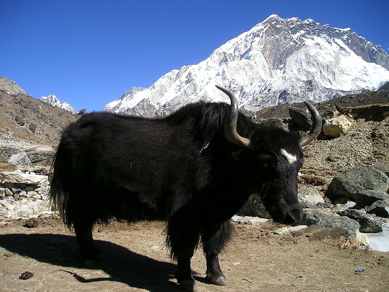 nepal yak tibetan free photo