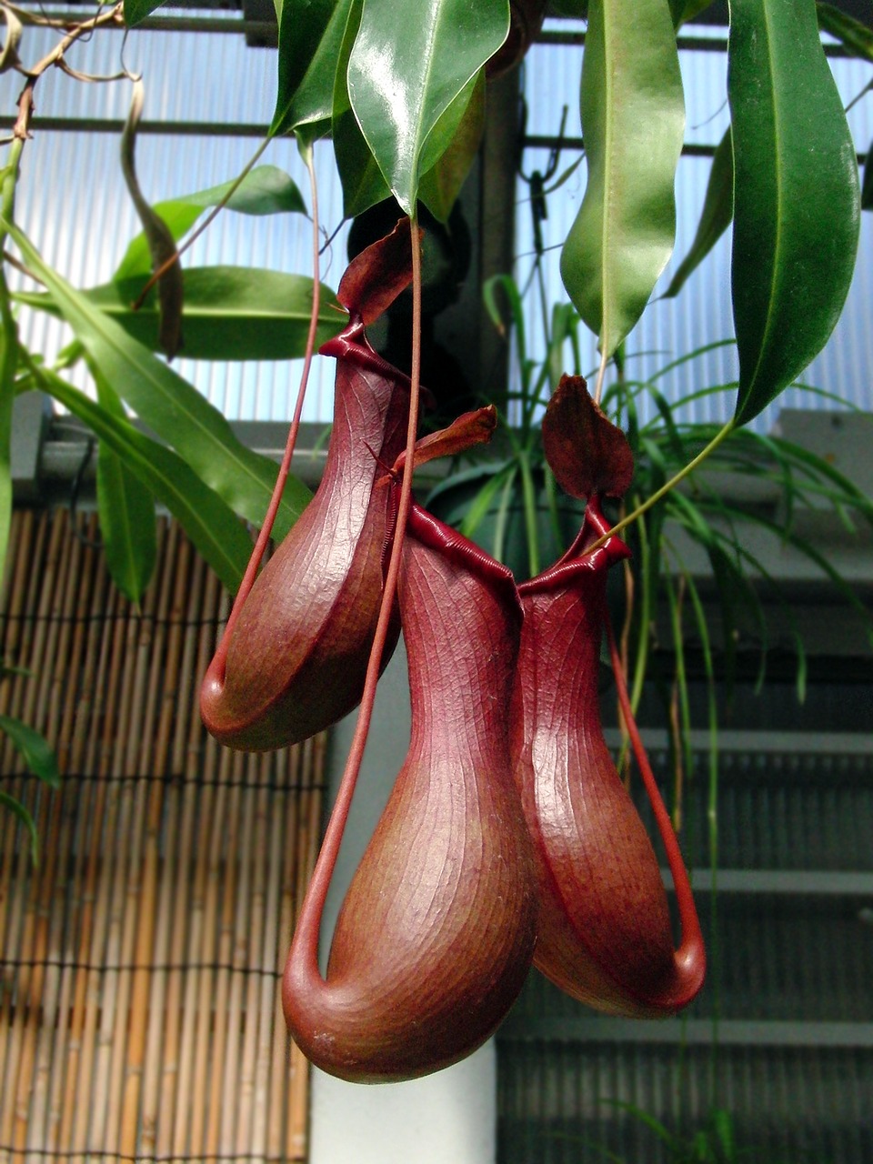 nepenthes plant-pitcher plant free photo