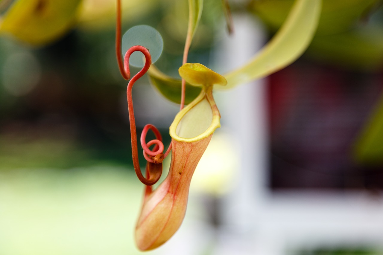 nepenthes botanic gardens free photo